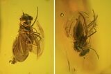 Fossil Fly (Diptera) In Baltic Amber #81705-1
